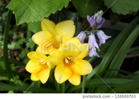 Spring garden flowers, Iridaceae family: Freesia (also known as Kousetsuran): Cultivated varieties Spring garden flowers, Iridaceae family: Freesia (also known as Kousetsuran): Cultivated varieties 138889703
