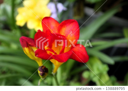 Spring garden flowers, Iridaceae family: Freesia (also known as Kousetsuran): Cultivated varieties 138889705