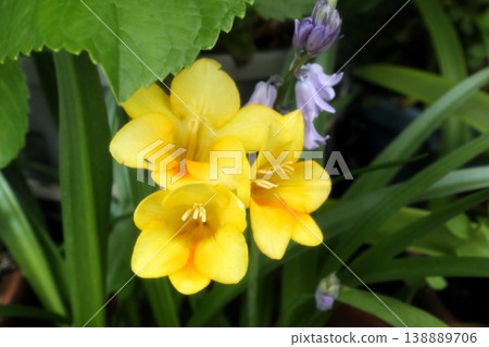 春季花園花卉,鳶尾科:小蒼蘭(又稱香雪蘭):栽培品種 春季花園花卉,鳶尾科:小蒼蘭(又稱香雪蘭):栽培品種 138889706