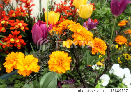 Flowers in full bloom: Iridaceae: Sparaxis [Papyrus], Marigold (Dendrobium nobile) 138889707