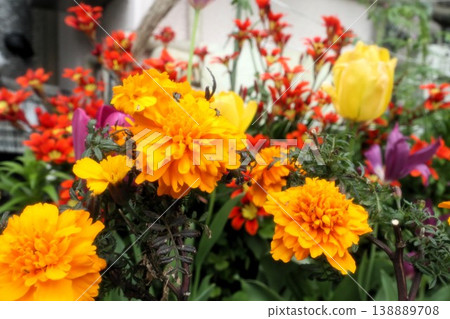 Flowers in full bloom: Iridaceae: Sparaxis [Papyrus], Marigold (Dendrobium nobile) 138889708
