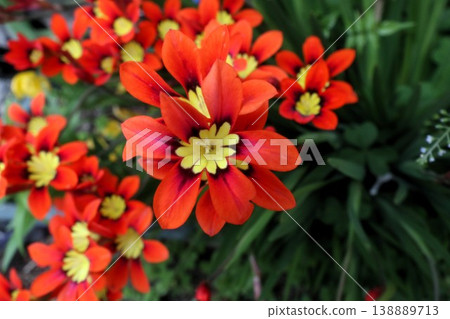 盛開的花朵：鳶尾科：紙莎草屬（Sparaxis [Papyrus]） 138889713