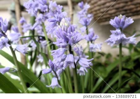 Flowers in a flowerbed in full bloom: Bell daffodils Flowers in a flowerbed in full bloom: Bell daffodils 138889721