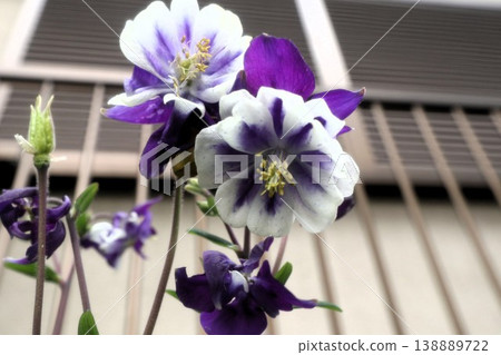 Spring garden flowers, columbine: cultivars Spring garden flowers, columbine: cultivars 138889722