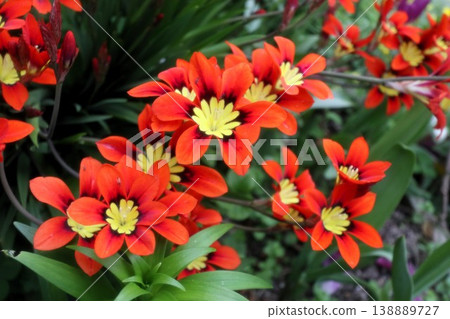 Flowers in full bloom: Iridaceae family: Sparaxis [Papyrus] 138889727