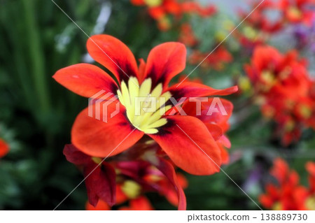 盛開的花朵：鳶尾科：紙莎草屬（Sparaxis [Papyrus]） 138889730
