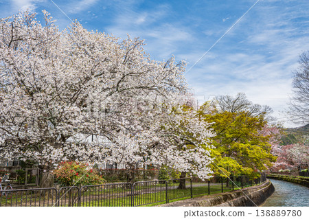 Cherry blossoms blooming along the Lake Biwa Canal in Kyoto City Cherry blossoms blooming along the Lake Biwa Canal in Kyoto City 138889780