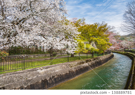 Cherry blossoms blooming along the Lake Biwa Canal in Kyoto City Cherry blossoms blooming along the Lake Biwa Canal in Kyoto City 138889781