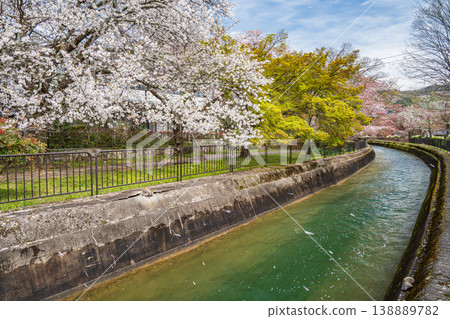 京都琵琶湖運河沿岸櫻花盛開 京都琵琶湖運河沿岸櫻花盛開 138889782