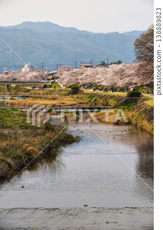 Cherry trees along the upper reaches of the Kamo River 138889823