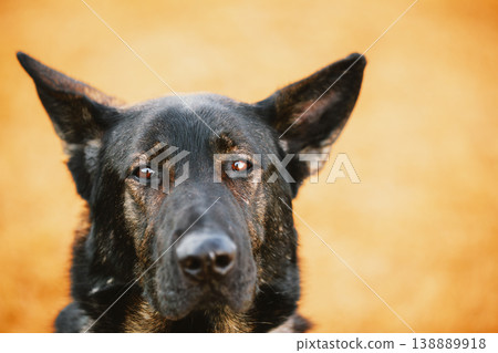 German Shepherd Dog Close Up Portrait. Alsatian Wolf Dog. Deutscher Dog. Dramatic close-up portrait of a black German Shepherd dog with alert expression and warm brown 138889918