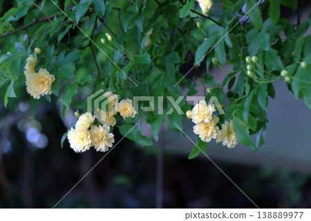 山龍眼玫瑰(羅莎山龍眼),花蕾。 山龍眼玫瑰(羅莎山龍眼),花蕾。 138889977