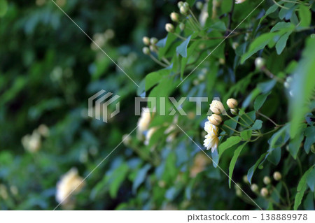 Banksia rose (Rosa banksiae), flower buds. Banksia rose (Rosa banksiae), flower buds. 138889978