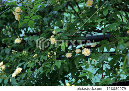 Banksia rose (Rosa banksiae), flower buds. Banksia rose (Rosa banksiae), flower buds. 138889979
