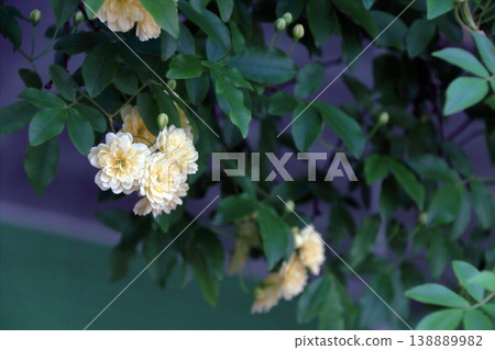 Banksia rose (Rosa banksiae), flower buds. Banksia rose (Rosa banksiae), flower buds. 138889982
