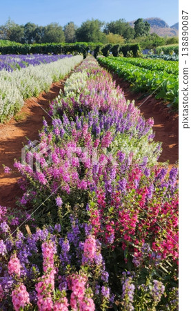 Vibrant Field of Colorful Angelonia Flowers Blooming in Agricultural Rows Vibrant Field of Colorful Angelonia Flowers Blooming in Agricultural Rows 138890087