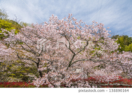 Cherry blossoms blooming along the Lake Biwa Canal in Kyoto City Cherry blossoms blooming along the Lake Biwa Canal in Kyoto City 138890164