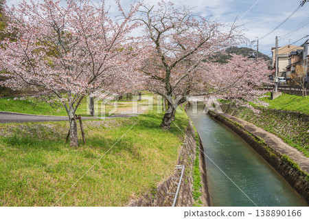 京都琵琶湖運河沿岸櫻花盛開 京都琵琶湖運河沿岸櫻花盛開 138890166