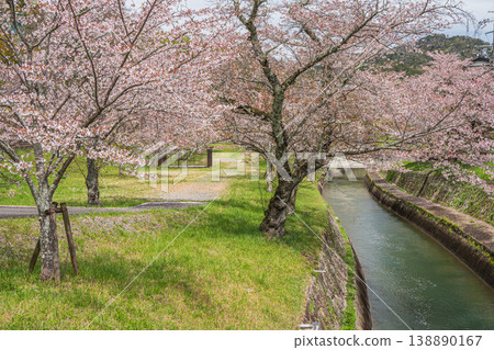 Cherry blossoms blooming along the Lake Biwa Canal in Kyoto City Cherry blossoms blooming along the Lake Biwa Canal in Kyoto City 138890167
