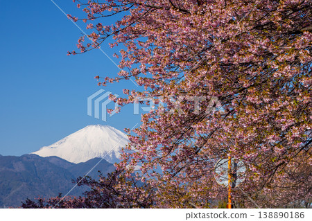 神奈川縣足柄上郡松田町松田蒼涼 西平畑公園的早開花 河津櫻花上白雪覆蓋的富士山 138890186