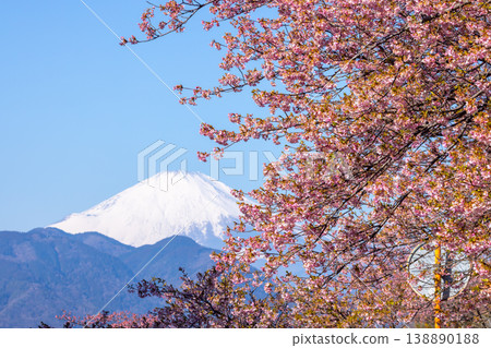 神奈川縣足柄上郡松田町松田蒼涼 西平畑公園的早開花 河津櫻花上白雪覆蓋的富士山 138890188