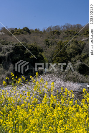 初春時節，沖島上油菜花盛開的景象。 138890189
