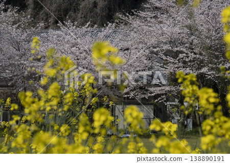 A scene of rapeseed flowers blooming on Okishima Island in early spring. A scene of rapeseed flowers blooming on Okishima Island in early spring. 138890191