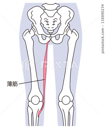 Gracilis muscle, adductor muscles, thigh muscles Gracilis muscle, adductor muscles, thigh muscles 138890234