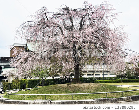平安神宮庭園裡的重瓣垂枝櫻花樹 平安神宮庭園裡的重瓣垂枝櫻花樹 138890293