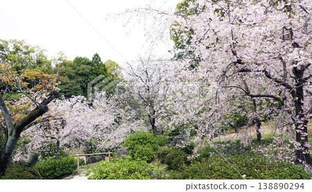 平安神宮庭園裡的重瓣垂枝櫻花樹 平安神宮庭園裡的重瓣垂枝櫻花樹 138890294