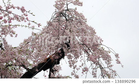 The double-flowered weeping cherry tree in the garden of Heian Shrine The double-flowered weeping cherry tree in the garden of Heian Shrine 138890296