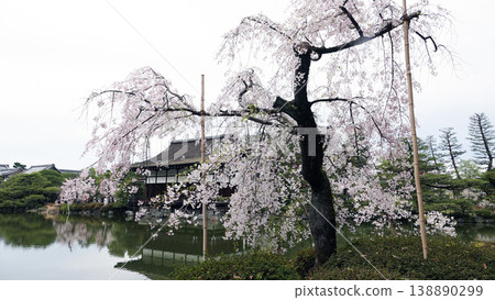 平安神宮庭園裡的重瓣垂枝櫻花樹 平安神宮庭園裡的重瓣垂枝櫻花樹 138890299