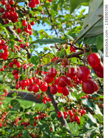 Ripe Autumn Olive Berries (Elaeagnus Umbellata) growing on a branch . oleaster 138890396