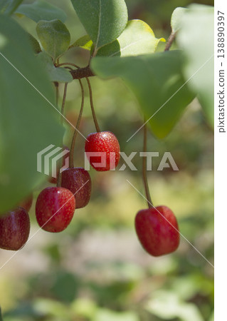 Ripe Autumn Olive Berries (Elaeagnus Umbellata) growing on a branch . oleaster Ripe Autumn Olive Berries (Elaeagnus Umbellata) growing on a branch . oleaster 138890397