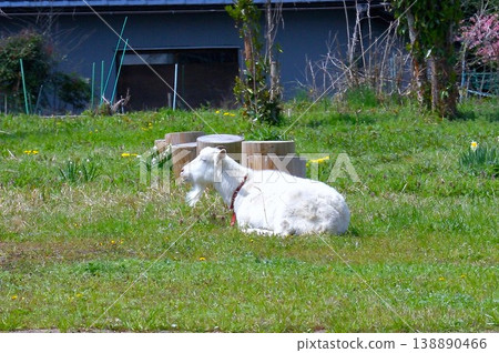 A leisurely goat A leisurely goat 138890466