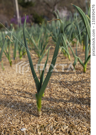 It is a garlic seedling planted in the field. It is a garlic seedling planted in the field. 138890476