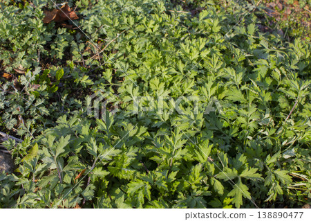 close up green Mugwort leaf. close up green Mugwort leaf. 138890477