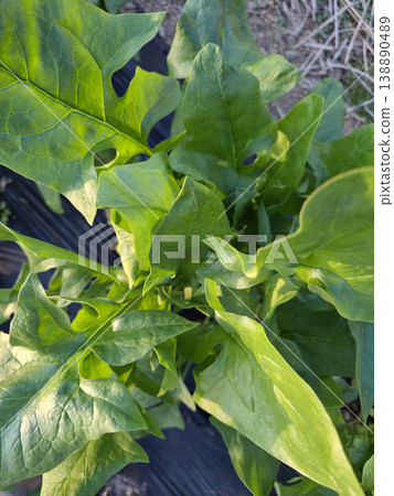 It is a close-up of a spinach field. 138890489
