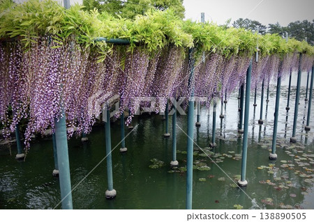 天野河公園的紫藤花節:一道壯麗的紫色紫藤花幕垂掛在水邊。 天野河公園的紫藤花節:一道壯麗的紫色紫藤花幕垂掛在水邊。 138890505