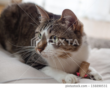 Cat playing with a cat-brat Cat playing with a cat-brat 138890531