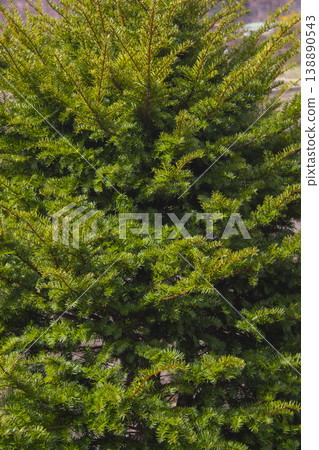 Taxus baccata close up. Green branches of yew tree(Taxus baccata, English yew 138890543