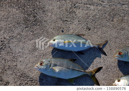 Silver Horse Mackerel Breakwater Fishing Lure Giant Horse Mackerel Silver Horse Mackerel Flathead Horse Mackerel Silver Horse Mackerel Breakwater Fishing Lure Giant Horse Mackerel Silver Horse Mackerel Flathead Horse Mackerel 138890576