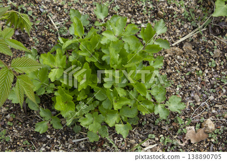These are Water dropworts sprouts that come out in the spring. These are Water dropworts sprouts that come out in the spring. 138890705