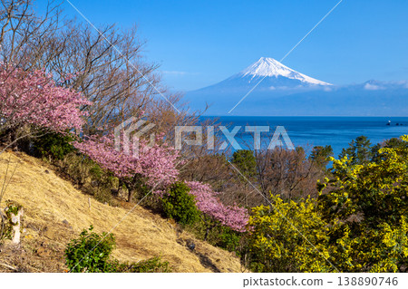 靜岡縣沼津市井田市，山坡上早開的河津櫻花和含羞草，以及橫跨駿河灣的白雪皚皚的富士山。 138890746
