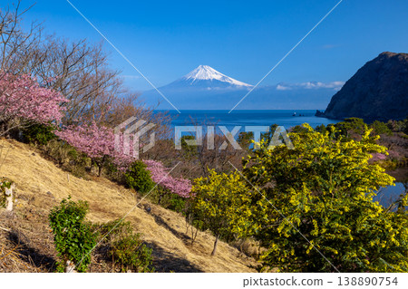 靜岡縣沼津市井田市,山坡上早開的河津櫻花和含羞草,以及橫跨駿河灣的白雪皚皚的富士山。 靜岡縣沼津市井田市,山坡上早開的河津櫻花和含羞草,以及橫跨駿河灣的白雪皚皚的富士山。 138890754