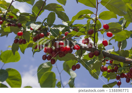 Ripe Autumn Olive Berries (Elaeagnus Umbellata) growing on a branch . oleaster 138890771