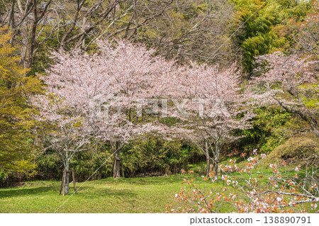 Cherry blossoms blooming in the foothills along the Lake Biwa Canal, Kyoto City Cherry blossoms blooming in the foothills along the Lake Biwa Canal, Kyoto City 138890791