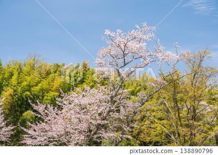 Cherry blossoms blooming in the foothills along the Lake Biwa Canal, Kyoto City Cherry blossoms blooming in the foothills along the Lake Biwa Canal, Kyoto City 138890796