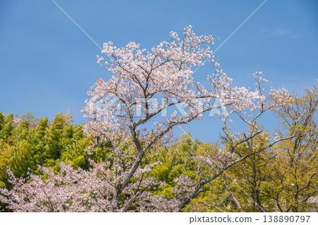 Cherry blossoms blooming in the foothills along the Lake Biwa Canal, Kyoto City Cherry blossoms blooming in the foothills along the Lake Biwa Canal, Kyoto City 138890797