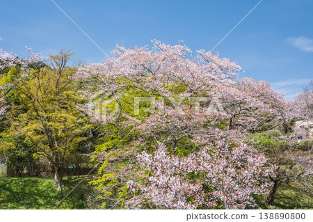 Cherry blossoms blooming in the foothills along the Lake Biwa Canal, Kyoto City 138890800